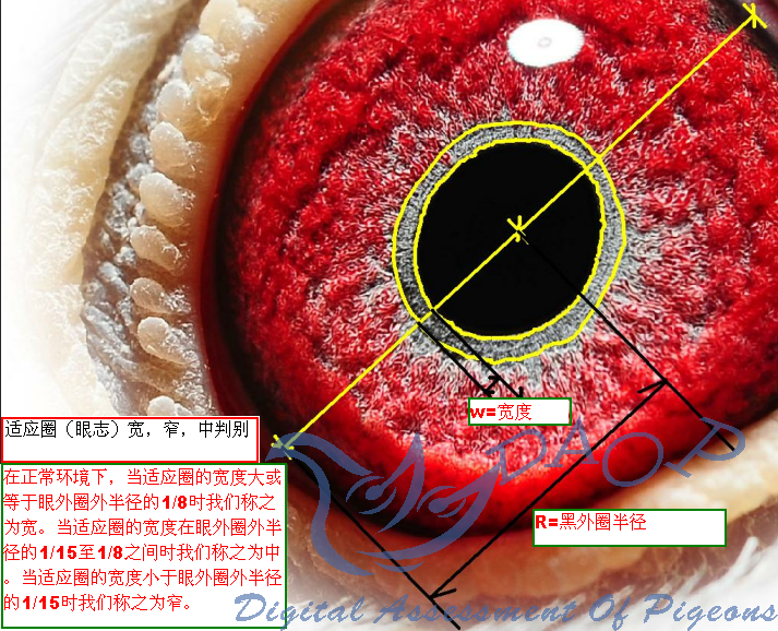        眼志(适应圈)的位置及功能