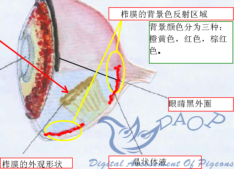 栉膜背景色